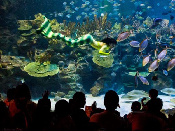 Aquaria KLCC via Travelmalaysia, 1. Museum Kesenian Islam Malaysia, 2. Kuala Lumpur City Gallery, 3. Menara Kembar Petronas Malaysia, 4. Pusat Kota Kuala Lumpur (KLCC), 5. Bukit Bintang Walkway Malaysia (The Golden Triangle), 6. Jembatan Putrajaya Malaysia, 7. Taman Burung Kuala Lumpur, 8. Kuala Lumpur Convention Center, 9. Menara Kuala Lumpur (KL Tower), 10. Jalan Alor Malaysia, 11. National Mosque Malaysia (Masjid Negara), 12. Aquaria KLCC, 13. Sri Mahamariamman Malaysia, 14. Sultan Abdul Samad Building Malaysia, 15. Dataran Merdeka atau Merdeka Square Malaysia, 16. Berjaya Times Square Theme Park, 17. Masjid Jamek Malaysia, 18. Chinatown Kuala Lumpur, 19. Istana Negara Malaysia, 20. Berjaya Time Square Theme Park, 21. Batu Caves, 22. Lake Gardens (Taman Tasik Perdana), 23. Kuil Thean Hou, 24. Rumah Penghulu Abu Seman, 25. Lake Symphony – Kuala Lumpur, 26. Little India – Kuala Lumpur, 27. Railway Station and Administration Building, 28. District 21 Kuala Lumpur, 29. Petrosains Discovery Centre, 30. Kuala Lumpur National Zoo & Aquarium, 31. Wisata Religi Masjid Putrajaya, 32. Sunway Lagoon Theme Park, 33. Kuala Lumpur Forest Eco Park, 34. Istana Budaya, 35. Jalan Alor, 36. Pusat Sains Negara, 36. i-City Shah Alam, 37. Bukit Tabur, 38. Skytrex Adventure, 39. National Textile Museum, 40. Sin Sze Ya Temple, 42. Royal Malaysian Police Museum, 43. Kuala Lumpur Butterfly Park, 44. Pasar Seni, 45. Suria KLCC, 46. Taman Botani Perdana, 47. Genting Highlands, 48. Museum Negara Malaysia, 49. Taman KLCC, 50. Tugu Negara, 51. Bukit Nanas, 52. Planetarium Negara, 53. Istana Negara Kuala Lumpur, 54. Menara KL118, 55. Titiwangsa Lake Gardens, 56. Petronas Gallery, 57. KL Tower Mini Zoo, 58. KidZania Kuala Lumpur
