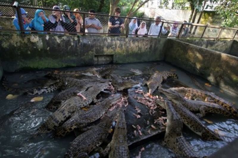 Penangkaran Buaya Asam Kumbang, 1. Tempat Wisata di Sumatera Utara – Danau Toba, 2. Air Terjun Telaga Dwi Warna Sibolangit, 3. Tempat Wisata di Sumatera Utara – Pulau Samosir, 4. Pantai Lagundri dan Pantai Sorake, 5. Tempat Wisata di Sumatera Utara – Air Terjun Sigura-gura, 6. Tempat Wisata di Sumatera Utara – Danau Siombak, 7. Tempat Wisata di Sumatera Utara – Bukit Gundaling, 8. Tempat Wisata di Sumatera Utara – Menara Air Tirtanadi, 9. Tempat Wisata di Sumatera Utara – Rumah Tjong A Fie, 10. Tempat Wisata di Sumatera Utara – Bukit Lawang, 11. Kampung Madras Medan /Kampung Keling, 12. Rahmat International Wildlife Museum & Gallery, 13. Tempat Wisata di Sumatera Utara – Gunung Sibayak, 14. Tempat Wisata di Sumatera Utara – Cagar Alam Sibolangit, 15. Tempat Wisata di Sumatera Utara – Danau Lau Kawar, 16. Tempat Wisata di Sumatera Utara – Taman Nasional Gunung Leuser, 17. Tempat Wisata di Sumatera Utara – Tangkahan, 18. Hillpark Sibolangit / Green Hill City, 19. Tempat Wisata di Sumatera Utara – Aek Sijorni, 20. Tempat Wisata di Sumatera Utara – Salju Panas Dolok Tinggi Raja, 21. Tempat Wisata di Sumatera Utara – Penangkaran Buaya Asam Kumbang, 22. Tempat Wisata di Sumatera Utara – Masjid Raya Medan, 23. Tempat Wisata di Sumatera Utara – Air Terjun Sipiso-piso, 24. Tempat Wisata di Sumatera Utara – Istana Maimun, 25. Tempat Wisata di Sumatera Utara – Danau Linting, 26. Tempat Wisata di Sumatera Utara – Maha Vihara Adhi Maitreya, 27. Tempat Wisata di Sumatera Utara – Pulau Nias, 28. Tempat Wisata di Sumatera Utara – Kota Tarutung, 29. Taman Wisata Rohani Salib Kasih, 30. Graha Santa Maria Annai Velangkanni, 31. Tempat Wisata di Sumatera Utara – Taman Alam Lumbini, 32. Pantai Cermin, 33. Pantai Gudang Garam, 34. Taman Mora Indah, 35. Hairos Waterpark, 36. Pantai Pondok Permai, 37. Arung Jeram Sungai Bingei, 38. Simalem Resort, 39. Menara Pandang Tele, 40. Merdeka Walk, 41. Museum Sumatera Utara, 42. Kampung Ladang Outbound, 43. Lihat Burung di Cemara Asri