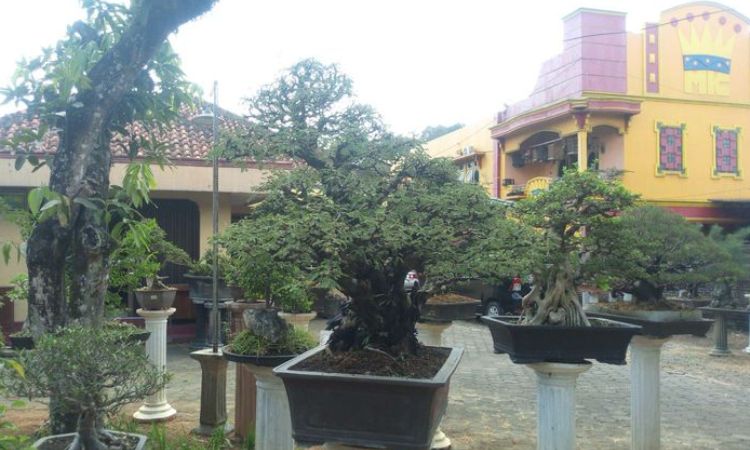 Agrowisata Bonsai, 1. Tempat Wisata Sejarah Candi Prambanan Klaten, 2. Tempat Wisata Air Umbul Ponggok Klaten, 3. Obyek Wisata Mata Air Cokro Tulung Klaten, 4. River Boarding di Kali Pusur Klaten, 5. Obyek Wisata Air Umbul Jolotundo Klaten, 6. Obyek Wisata Air Lepen Kencana Klaten, 7. Objek Wisata Air Umbul Kapilaler Klaten, 8. Wahana Liburan Galuh Tirto Nirmolo Klaten, 9. Tempat Wisata Kuliner Warung Apung Rowo Jombor Klaten, 10. Tempat Wisata Sejarah Candi Merak Klaten, 11. Wisata Museum Gula Gondang Winangoen Klaten, 12. Wisata Budaya Perajin tanduk kerbau Keprabon Klaten, 13. Tempat Wisata Alam Puncak Clongop Klaten, 14. Tempat Wisata Sejarah Candi Lumbung Klaten, 15. Tempat Wisata Sejarah Candi Sewu Klaten, 16. Ziarah ke Makam Sunan Pandanaran Klaten, 17. Candi Plaosan, 18. Taman Lampion Klaten, 19. Deles Indah, 20. Pemandian Lumban Tirto, 21. Umbul Manten, 22. Candi Sojiwan, 23. Umbul Tirto Mulyono dan Tirto Mulyani, 24. Hutan Kota Gergunung, 25. Candi Bubrah, 26. Candi Gana, 27. Kebun Rambutan Desa Tulung, 28. Bukit Sidoguro, 29. Bukit Petung, 30. Taman 1000 Pelangi, 31. Gunung Watu Prahu, 32. Agrowisata Bonsai, 33. Taman Kamboja Klaten, 34. Umbul Nilo, 35. Umbul Gedaren, 36. Embung Tirto Mulyo, 37. Curug Indah Tegalrejo, 38. Sendang Gemuling, 39. Wisata Kali Talang, 40. Taman Bunga Kebon Asri, 41. Bukit Cinta Klaten
