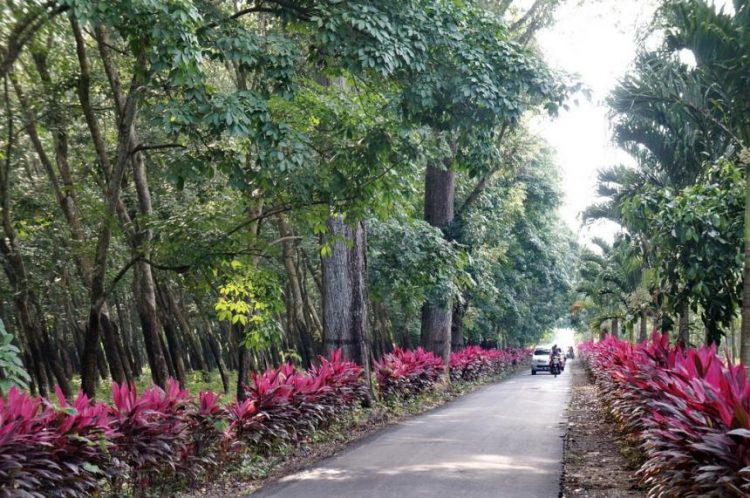 Agrowisata Kopi dan Kakao, 1. Tempat Wisata Pantai Pasir Putih Malikan (Papuma) Jember, 2. Tempat Wisata Pantai Watu Ulo Jember, 3. Tempat Wisata Keluarga Pantai Bandealit di Jember, 4. Tempat Wisata Pantai Puger di Jember, 5. Obyek Wisata Keluarga Tiara Waterpark di Jember, 6. Objek Wisata Keluarga Pemandian Kebon Agung di Jember, 7. Tempat Wisata Edukasi Taman Botani Jember, 8. Wahana Liburan Seru Waterboom Niagara di Jember, 9. Destinasi Wisata Populer Kawasan Puncak Rembangan di Jember, 10. Tempat Wisata Alam Air Terjun Tancak di Jember, 11. Tujuan Wisata Keluarga Pemandian Patemon di Jember, 12. Tempat Wisata Sejarah Situs Duplang di Jember, 13. Obyek Wisata Pantai Paseban di Jember, 14. Obyek Wisata Pemandian Rembangan di Jember, 15. Obyek Wisata Menarik Loko Lori di Jember, 16. Tempat Wisata Alam Air Terjun Antrokan di Jember, 17. Kafe Kolong di Jember, 18. Obyek Wisata Bedadung di Jember (Sudah Tutup), 19. Wisata ke Perkebunan Teh Gunung Gambir di Jember, 20. Obyek Wisata Pemandian Oleng Sibutong di jember, 21. Kimo Swimming Pool, 22. Air Terjun Manggisan, 23. Air Terjun Sumber Salak, 24. Pantai Payangan, 25. Pantai Rowo Cangak, 26. Pantai Teluk Love, 27. Agrowisata Tembakau, 28. Wisata Agro Glantangan, 29. Dira Park, 30. Agrowisata Mumbul Garden Jember, 31. Taman Nasional Meru Betiri, 32. Museum Tembakau Jember, 33. Pabrik Kopi Gumitir Jember, 34. Pulau Nusa Barong Jember, 35. Agrowisata Kopi dan Kakao, 36. Air Terjun Watu Ombo, 37. Air Terjun Lereng Raung, 38. Air Terjun Sumber Salak, 39. Taman Galaxy, 40. Bukit SJ 88, 41. Air Terjun Mandigu, 42. Goa Jepang