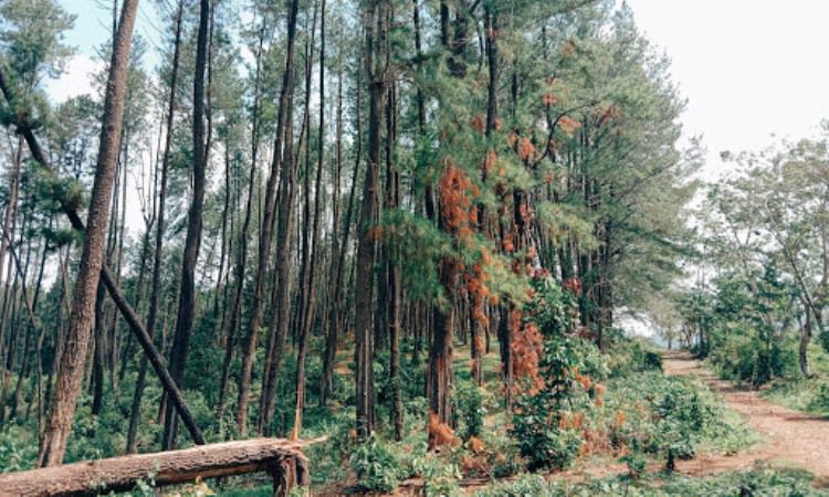 Hutan Pinus Setro Batealit via Google Maps, 1. Pantai Bandengan (Pantai Tirto Samudro), 2. Wisata Karimun Jawa , 3. Pantai Kartini, 4. Benteng Portugis , 5. Museum R.A. Kartini , 6. Jepara Ocean Park, 7. Air Terjun Songgolangit, 8. Pantai Teluk Awur , 9. Pantai Blebak Jepara, 10. Pantai Gua Manik, 11. Pantai Ombak Mati, 12. Pantai Pungkruk, 13. Tiara Park Waterbom, 14. Pantai Empu Rancak, 15. Taman Kerang, 16. Bukit Bejagan, 17. Air Terjun Banyu Anjlok, 18. Air Terjun Setatah, 19. Air Terjun Dong Paso, 20. Akar Seribu Plajan, 21. Puncak Distoroto, 22. Hutan Wisata Sreni Indah, 23. Bukit Ragas, 24. Puncak Jehan, 25. Pantai Punuk Sapi, 26. Air Terjun Gembong, 27. Hutan Pinus Setro Batealit, 28. Pantai Tegalsambi, 29. Air Terjun Sumenep, 30. Pulau Panjang, 31. PANTAI PRAWEHAN, 32. Pantai Kampung Prau, 33. Rainbow Adventure Park Jepara, 34. Pertapaan Ratu Kalinyamat , 35. Air Terjun Jurang Nganten, 36. Pulau Mandalika Jepara, 37. Wisata Danau Blingoh, 38. Wisata Religi Masjid Mantingan , 39. Air Terjun Grinjingan Dowo, 40. Goa Tritip, 41. Wisata Sejarah ke Candi Bubrah, 42. Kampung Batik Kembangmulyo