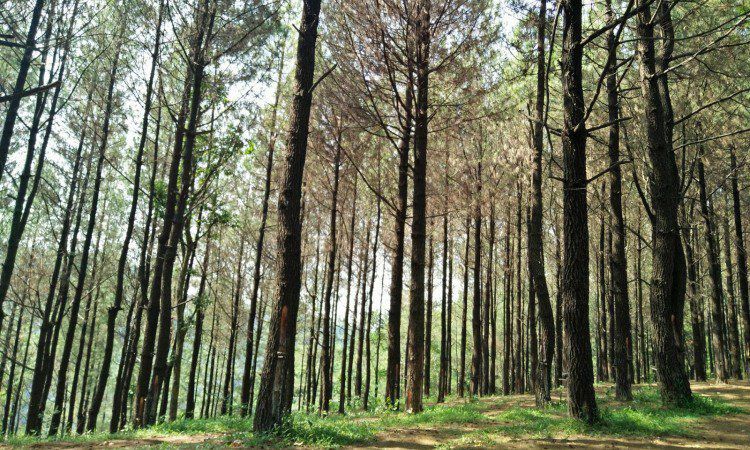 Hutan Wisata Sreni via Jeparaspezial.blogspotcom, 1. Pantai Bandengan (Pantai Tirto Samudro), 2. Wisata Karimun Jawa , 3. Pantai Kartini, 4. Benteng Portugis , 5. Museum R.A. Kartini , 6. Jepara Ocean Park, 7. Air Terjun Songgolangit, 8. Pantai Teluk Awur , 9. Pantai Blebak Jepara, 10. Pantai Gua Manik, 11. Pantai Ombak Mati, 12. Pantai Pungkruk, 13. Tiara Park Waterbom, 14. Pantai Empu Rancak, 15. Taman Kerang, 16. Bukit Bejagan, 17. Air Terjun Banyu Anjlok, 18. Air Terjun Setatah, 19. Air Terjun Dong Paso, 20. Akar Seribu Plajan, 21. Puncak Distoroto, 22. Hutan Wisata Sreni Indah, 23. Bukit Ragas, 24. Puncak Jehan, 25. Pantai Punuk Sapi, 26. Air Terjun Gembong, 27. Hutan Pinus Setro Batealit, 28. Pantai Tegalsambi, 29. Air Terjun Sumenep, 30. Pulau Panjang, 31. PANTAI PRAWEHAN, 32. Pantai Kampung Prau, 33. Rainbow Adventure Park Jepara, 34. Pertapaan Ratu Kalinyamat , 35. Air Terjun Jurang Nganten, 36. Pulau Mandalika Jepara, 37. Wisata Danau Blingoh, 38. Wisata Religi Masjid Mantingan , 39. Air Terjun Grinjingan Dowo, 40. Goa Tritip, 41. Wisata Sejarah ke Candi Bubrah, 42. Kampung Batik Kembangmulyo
