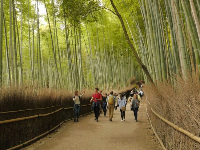 Kebun Bambu Arashiyama via Detik, Tempat Wisata di Jepang yang Wajib Dikunjungi, Tempat Wisata di Jepang lainnya, Tempat Wisata di Hiroshima, Tempat Wisata di Osaka Jepang
