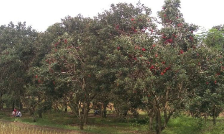 Kebun Rambutan Desa Tulung, 1. Tempat Wisata Sejarah Candi Prambanan Klaten, 2. Tempat Wisata Air Umbul Ponggok Klaten, 3. Obyek Wisata Mata Air Cokro Tulung Klaten, 4. River Boarding di Kali Pusur Klaten, 5. Obyek Wisata Air Umbul Jolotundo Klaten, 6. Obyek Wisata Air Lepen Kencana Klaten, 7. Objek Wisata Air Umbul Kapilaler Klaten, 8. Wahana Liburan Galuh Tirto Nirmolo Klaten, 9. Tempat Wisata Kuliner Warung Apung Rowo Jombor Klaten, 10. Tempat Wisata Sejarah Candi Merak Klaten, 11. Wisata Museum Gula Gondang Winangoen Klaten, 12. Wisata Budaya Perajin tanduk kerbau Keprabon Klaten, 13. Tempat Wisata Alam Puncak Clongop Klaten, 14. Tempat Wisata Sejarah Candi Lumbung Klaten, 15. Tempat Wisata Sejarah Candi Sewu Klaten, 16. Ziarah ke Makam Sunan Pandanaran Klaten, 17. Candi Plaosan, 18. Taman Lampion Klaten, 19. Deles Indah, 20. Pemandian Lumban Tirto, 21. Umbul Manten, 22. Candi Sojiwan, 23. Umbul Tirto Mulyono dan Tirto Mulyani, 24. Hutan Kota Gergunung, 25. Candi Bubrah, 26. Candi Gana, 27. Kebun Rambutan Desa Tulung, 28. Bukit Sidoguro, 29. Bukit Petung, 30. Taman 1000 Pelangi, 31. Gunung Watu Prahu, 32. Agrowisata Bonsai, 33. Taman Kamboja Klaten, 34. Umbul Nilo, 35. Umbul Gedaren, 36. Embung Tirto Mulyo, 37. Curug Indah Tegalrejo, 38. Sendang Gemuling, 39. Wisata Kali Talang, 40. Taman Bunga Kebon Asri, 41. Bukit Cinta Klaten