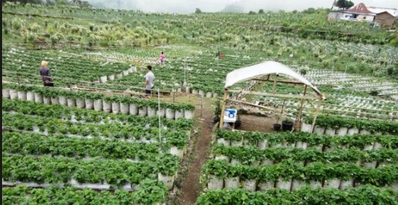 Kebun Strawberry, Karanganyar, 1. Grojogan Sewu Tawangmangu, 2. Pandawa Water World Solo Baru, 3. Taman Balekambang, 4. Keraton Surakarta, 5. Wisata Tugu Lilin di Solo , 6. Air Terjun Jumog, 7. Taman Sriwedari, 8. Kampoeng Batik Kauman, 9. Pasar Klewer, 10. Tempat Wisata di Solo – Museum Manusia Purba Sangiran, 11. Tempat Wisata di Solo – Pura Mangkunegaran, 12. Monumen Pers, 13. Galabo Solo, 14. Tempat Wisata di Solo – Kebun Binatang Taru Jurug, 15. Ngarsopuro Night Market Solo, 16. Alun-Alun Kidul Surakarta, 17. Tempat Wisata di Solo – Dalem Kalitan, 18. Tempat Wisata di Solo – Taman Cerdas, 19. Masjid Al-Wustho Mangkunegaran, 20. Bendungan Karet Tirtonadi, 21. The Heritage Palace, 22. Lokananta Recording Audio & Video Cassette, 23. Trans Studio Mini Solo, 24. Museum Batik Danar Hadi, 25. Loji Gandrung, 26. Museum Radya Pustaka, 27. Pasar Antik Triwindu, 28. Benteng Vastenburg Fort, 29. Agrowisata Amanah, Karanganyar, 30. Agrowisata Sondokoro, Karanganyar, 31. Bukit Hope, Karanganyar (Tutup), 32. Bumi Perkemahan Sekipan, Karanganyar, 33. Candi Cetho, Karanganyar, 34. Candi Sukuh, Karanganyar, 35. Edupark Intan Pari, Karanganyar, 36. Kebun Strawberry, Karanganyar, 37. Paralayang Segoro Gunung, Karanganyar, 38. Rumah Pohon Banyu Anyep (Tutup), 39. Taman Bintang Kemuning, Ngargoyoso, Karanganyar, 40. Telaga Madirda, Karanganyar, 41. Bukit Cumbri, Wonogiri, 42. Gantole Wonogiri, 43. Batu Seribu, Sukoharjo, 44. Bendungan Colo, Sukoharjo, 45. Gardu Pandang Bukit Batur Suroteleng, 46. Bukit Gancik, 47. Tretes Taman Tani (Tutup), 48. De Tjolomadoe, 49. Rumah Atsiri Indonesia, 50. Pantai Karang Payung, 51. Tumurun Private Museum, 52. River Moon Pusur, 53. Museum R Hamong Wardoyo, 54. Sepur Kluthuk Jaladara, 55. Koridor Singosaren, 56. Ndalem Gondosuli, 57. Grojogan Selondo, 58. Taman Hutan Rakyat Ngargoyoso, 59. Candi Plaosan, 60. Umbul Ponggok, 61. Umbul Cokro Tulung, 62. Omah Jungkir, 63. Telaga Biru, 64. Randubang, 65. Pasar Gede Hardjonagoro, 66. Solo Grand Mall, 67. Pusat Grosir Solo, 68. Taman Bunga Bono, Klaten, 69. Umbul Kapilaler, Klaten, 70. Bukit Gancik, Selo, Boyolali, 71. Lembah Gunung Madu, Boyolali, 72. Objek Wisata Tlatar, Boyolali, 73. Obyek Wisata Air Cokro, 74. Museum Samanhudi, 75. Air Terjun Parang Ijo, 76. Museum Keris, 77. Vihara Dhamma Sundara