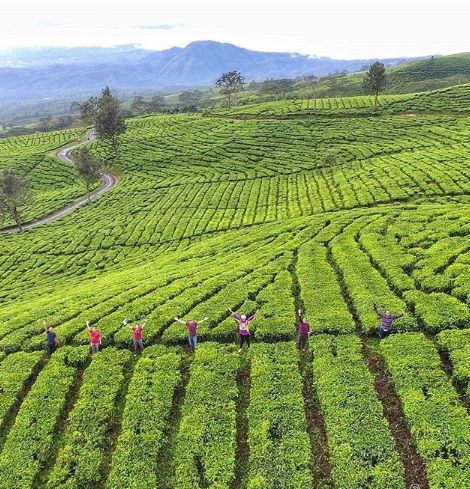 Kebun Teh Dempo via iNews, 1. Obyek Wisata Jembatan Ampera dan Sungai Musi di Palembang, 2. Tempat Wisata Religi Masjid Cheng Hoo Palembang, 3. Obyek Wisata Bukit Siguntang di Palembang, 4. Tempat Wisata Sejarah Museum Sultan Mahmud Badaruddin II Palembang, 5. Tempat Wisata Sejarah Benteng Kuto Besak di Palembang, 6. Wisata Religi Masjid Agung Sultan Mahmud Badaruddin I Palembang, 7. Objek Wisata Gedung Kantor Walikota Palembang, 8. Tempat Wisata Keluarga Kembang Iwak Family Park di Palembang, 9. Tempat Wisata Alam Hutan Punti Kayu di Palembang, 10. Tempat Wisata Sejarah Taman Purbakala Kerajaan Sriwijaya di Palembang, 11. Tempat Wisata Kuliner Kampung Kapitan di Palembang, 12. Objek Wisata Monumen perjuangan rakyat Palembang, 13. Obyek Wisata Pulau Kemaro di Palembang, 14. Tempat Wisata Alam Air Terjun Lematang Indah , 15. Obyek Wisata Gunung Dempo, 16. Tempat Wisata Alam Air Terjun Bidadari di Lahat, 17. Obyek Wisata Alam Air Terjun Maung (Curup Maung), 18. Tempat Wisata Kuliner Terkenal Martabak HAR di Palembang, 19. Tempat Wisata Kuliner Pempek Candy di Palembang, 20. Tempat Wisata Kuliner Pempek SAGA di Palembang, 21. Arung Jeram Sungai Manna, 22. Waterboom OPI Jakabaring, 23. The Amanzi Waterpark CitraGrand City, 24. Fantasy Island Palembang, 25. Danau Ranau, 26. Kolam Renang Lumban Tirta, 27. Museum Negeri Balaputra Dewa, 28. Kampung Arab Palembang, 29. Rumah Rakit Sungai Musi, 30. Palembang Bird Park, 31. Pelabuhan Tanjung Api-Api, 32. Masjid Lawang Kidul, 33. Tangga 2001, 34. Tugu Belido, 35. Kopi Roda, 36. Bayt Al-Quran Raksasa, 37. Sungai Gerong, 38. Goa Putri, 39. Sekanak Sidewalk, 40. Danau OPI, 41. Museum Tekstil Palembang, 42. Waterpark Danau Tanah Mas, 43. Taman Pelangi, 44. Bukit Golf, 45. Klenteng Chandra Nadi, 46. G Art Studio, 47. Pulau Maspari, 48. Gelora Sriwijaya, 49. Warung Apung Sungai Musi, 50. Air Terjun Kematang Indah, 51. Kebun Teh Dempo