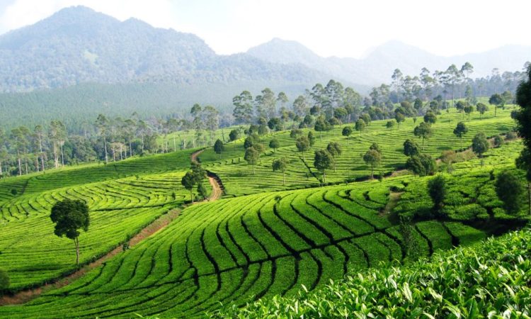 Kebun Teh Sukawana, 1. Gunung Tangkuban Perahu, 2. Trans Studio Bandung, 3. Wisata Kawah Putih Ciwidey, 4. Curug Dago di Bandung, 5. Wisata Belanja Pasar Baru di Bandung, 6. Wisata Edukasi Observatorium Bosscha di Bandung, 7. Wisata Alam Danau Situ Patenggang di Bandung, 8. Wisata Air Panas Ciater, 9. Wisata Kampung Gajah di Bandung (Tutup Permanen), 10. Tempat Wisata Kebun Binatang di Bandung, 11. Wisata Rumah Mode Bandung, 12. Wisata Seni Saung Angklung Udjo Di Bandung, 13. Wisata Edukasi Museum Geologi Bandung, 14. Paskal Food Market, 15. Rumah Strawberry Ciwidey, 16. Cihampelas Walk, 17. Museum Konferensi Asia Afrika, 18. Museum Sri Baduga Bandung, 19. Taman Lalu Lintas Ade Irma Suryani, 20. Kolam Renang Karang Setra, 21. Taman Wisata Alam Maribaya, 22. Kawasan Punclut Bandung Utara, 23. Kebun Bunga Cihideung, 24. Tempat Wisata De’Ranch, 25. Wisata Kuliner Floating Market, 26. Perkebunan Teh Rancabali, 27. Wisata Air Panas Ciwalini, 28. Wisata Bumi Perkemahan Ranca Upas, 29. Little Seoul Bandung, 30. Dusun Bambu Lembang, 31. Taman Hutan Raya Ir Djuanda, 32. Curug Upas, 33. Ciwidey Valley Resort, 34. Sendang Kahuripan, 35. Situ Cileunca, 36. Taman Balai Kota, 37. Gunung Puntang, 38. Stone Garden, 39. Chinatown Bandung, 40. Bird Pavilion, 41. Curug Malela, 42. Tebing Keraton, 43. Puncak Bintang, 44. Amazing Art World, 45. Street Gourmet, 46. Curug Cimahi, 47. Tafso Barn, 48. Sanghyang Heuleut, 49. The Great Asia Afrika, 50. Tebing Citatah, 51. Jalan Braga, 52. D’Dieuland, 53. Jembatan Kereta Api Cikudapateuh Ciwidey, 54. Upside Down World Bandung, 55. Orchid Forest Cikole, 56. Kebun Teh Sukawana, 57. Kampoeng Tulip, 58. Kampung Pasir Ipis, 59. Kebun Bunga Begonia, 60. Wisata Grafika Cikole, 61. Pine Forest Camp Lembang, 62. The Lodge Maribaya, 63. Farm House Susu Lembang, 64. Glamping Lakeside, 65. Curug Keraton Cibodas, 66. Curug Layung Lembang, 67. Curug Tilu Leuwi Opat, 68. Jendela Alam, 69. Ciwangun Indah Camp (CIC) Lembang, 70. Taman Miniatur Kereta Api, 71. Lereng Anteng Panoramic Coffee, 72. Gunung Putri Lembang, 73. Kawasan Berkuda Ganesha H Equestrian, 74. Bukit Labyrinth Ganesha H Equestrian, 75. Bukit Pangjebolan Lembang, 76. Argowisata Kawah Rengganis, 77. Pemandian Air Panas Ciwalini, 78. Curug Cipanji Bandung, 79. Wisata Air Curug Tilu, 80. Bukit Jamur Rancabolang Ciwidey, 81. Barusen Hills, 82. Kampung Cai Rancaupas, 83. Bumi Perkemahan Ranca Cangkuang, 84. Cimanggu Hot Spring & Cottage, 85. Taman Kelinci Ciwidey, 86. Danau eMTe Highland Resort, 87. Green Hill Park TWA Cimanggu