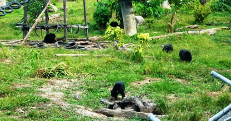 Konservasi Beruang Madu