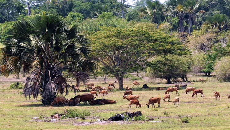 Menjelajah Taman Nasional Alas Purwo via TImes Indonesia