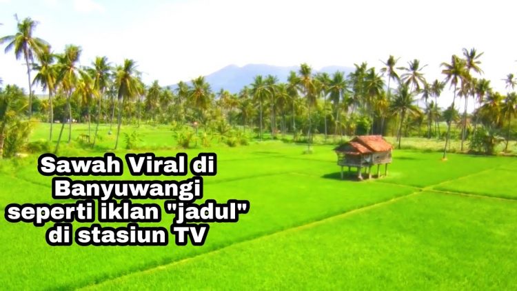 Menjelajahi sawah yang indah via Youtube