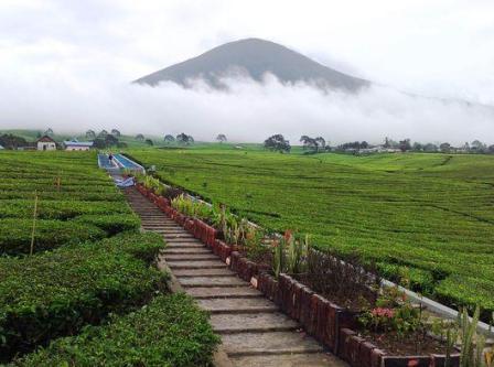 Obyek Wisata Gunung Dempo, 1. Obyek Wisata Jembatan Ampera dan Sungai Musi di Palembang, 2. Tempat Wisata Religi Masjid Cheng Hoo Palembang, 3. Obyek Wisata Bukit Siguntang di Palembang, 4. Tempat Wisata Sejarah Museum Sultan Mahmud Badaruddin II Palembang, 5. Tempat Wisata Sejarah Benteng Kuto Besak di Palembang, 6. Wisata Religi Masjid Agung Sultan Mahmud Badaruddin I Palembang, 7. Objek Wisata Gedung Kantor Walikota Palembang, 8. Tempat Wisata Keluarga Kembang Iwak Family Park di Palembang, 9. Tempat Wisata Alam Hutan Punti Kayu di Palembang, 10. Tempat Wisata Sejarah Taman Purbakala Kerajaan Sriwijaya di Palembang, 11. Tempat Wisata Kuliner Kampung Kapitan di Palembang, 12. Objek Wisata Monumen perjuangan rakyat Palembang, 13. Obyek Wisata Pulau Kemaro di Palembang, 14. Tempat Wisata Alam Air Terjun Lematang Indah , 15. Obyek Wisata Gunung Dempo, 16. Tempat Wisata Alam Air Terjun Bidadari di Lahat, 17. Obyek Wisata Alam Air Terjun Maung (Curup Maung), 18. Tempat Wisata Kuliner Terkenal Martabak HAR di Palembang, 19. Tempat Wisata Kuliner Pempek Candy di Palembang, 20. Tempat Wisata Kuliner Pempek SAGA di Palembang, 21. Arung Jeram Sungai Manna, 22. Waterboom OPI Jakabaring, 23. The Amanzi Waterpark CitraGrand City, 24. Fantasy Island Palembang, 25. Danau Ranau, 26. Kolam Renang Lumban Tirta, 27. Museum Negeri Balaputra Dewa, 28. Kampung Arab Palembang, 29. Rumah Rakit Sungai Musi, 30. Palembang Bird Park, 31. Pelabuhan Tanjung Api-Api, 32. Masjid Lawang Kidul, 33. Tangga 2001, 34. Tugu Belido, 35. Kopi Roda, 36. Bayt Al-Quran Raksasa, 37. Sungai Gerong, 38. Goa Putri, 39. Sekanak Sidewalk, 40. Danau OPI, 41. Museum Tekstil Palembang, 42. Waterpark Danau Tanah Mas, 43. Taman Pelangi, 44. Bukit Golf, 45. Klenteng Chandra Nadi, 46. G Art Studio, 47. Pulau Maspari, 48. Gelora Sriwijaya, 49. Warung Apung Sungai Musi, 50. Air Terjun Kematang Indah, 51. Kebun Teh Dempo