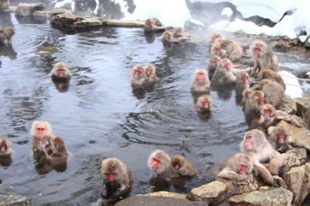  Tempat Wisata di Jepang yang Wajib Dikunjungi, Tempat Wisata di Jepang lainnya, Tempat Wisata di Hiroshima, Tempat Wisata di Osaka Jepang