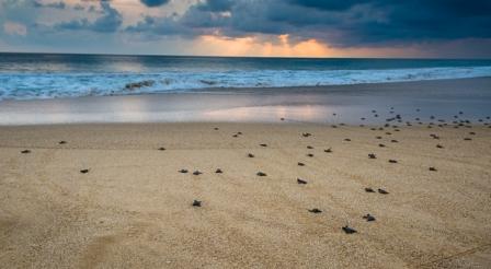 Penangkaran Penyu Hijau di Pantai Pangumbahan, 1. Wisata Pantai Cibangban, 2. Objek Wisata Goa Buniayu, 3. Tempat Wisata Pantai Ujung Genteng Sukabumi, 4. Wisata Pantai Cimaja, 5. Tempat Wisata Taman Rekreasi Selabintana Sukabumi, 6. Situ Gunung Sukabumi, 7. Kawah Ratu Sukabumi, 8. Rafting di Sungai Citarik, 9. Berwisata ke Kampung Ciptagelar Sukabumi, 10. Objek Wisata Arung Jeram Sungai Cicatih, 11. Tempat Wisata Geopark Ciletuh Sukabumi, 12. Tempat Wisata Situ Sukarame di Sukabumi, 13. Curug Sawer Sukabumi, 14. Wana Wisata Cipelang, Wisata Alam Pegunungan Sukabumi, 15. Objek wisata Pondok Halimun Sukabumi, 16. Objek Wisata Megalitik Cengkuk Sukabumi, 17. Objek Wisata Sumber Air Panas Cikundul Sukabumi, 18. Penangkaran Penyu Hijau di Pantai Pangumbahan, 19. Objek Wisata Alam Curug Cibeureum Sukabumi, 20. Tebing Panenjoan, 21. Objek Wisata Curug Cimarinjung Sukabumi, 22. Liburan ke Pantai Citepus Sukabumi, 23. Pantai Cikembang Sukabumi, 24. Curug Sentral Kebandungan, 25. Pantai Cipanarikan Sukabumi, 26. Pantai Amanda Ratu, 27. Bukit Karang Numpang, 28. Ryzzy Azzahra Waterpark, 29. Waterboom Nagrak, 30. Liburan ke Pantai Cibongkok Sukabumi, 31. Berwisata ke Pantai Ombak Tujuh Sukabumi, 32. Liburan Seru ke Pantai Cibuaya Sukabumi, 33. Rekreasi ke Pantai Karang Hawu Sukabumi, 34. Liburan yang Asyik ke Curug Awang Sukabumi, 35. Objek wisata Curug Cikaso Sukambumi, 36. Liburan Seru ke Curug Cigangsa Sukabumi, 37. Mengunjungi Curug Sentral Kabandungan nan Eksotis, 38. Nyebur ke Curug Sodong yang Adem, 39. Wisata Seru ke Curug Bibijilan Sukabumi, 40. Mengintip Curug Cirajeg yang Tersembunyi, 41. Curug Gentong nan cantik dan menawan, 42. Melihat Keindahan Danau Batu Bacan Sukabumi, 43. Berendam di Pemandian Air Panas Cisolok, 44. Gua Lalay Sukabumi Jawa Barat, 45. Taman Nasional Gunung Halimun Salak Sukabumi, 46. Taman Rekreasi Danau Lido Sukabumi, 47. Pantai Cicaladi, 48. Halimun Adventure Journey, 49. Rumah Fantasi, 50. Bravo Adventure, 51. Karang Aji Beach Villa, 52. Bukit Sabak, 53. Sabana Puncak Pilar, 54. Santa Sea Waterpark, 55. Jembatan Situ Gunung, 56. Geyser Cisolok, 57. Karang Para, 58. Curug Caweni, 59. Wisata Bukit Baros, 60. Camp Bravo, 61. Puncak Peuyeum, 62. Curug Cikanteh Sukabumi