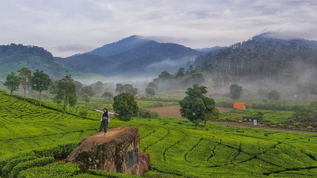 Perkebunan Teh Rancabali Foto by Aris Priyandoko, 1. Mari mulai dari atraksi wisata populer di Bandung yang bisa kalian jajal dengan harga minimalis, bahkan ada yang gratis lho! Misalnya saja aneka taman tematiknya yang keren, 2. Dengan 10 ribu rupiah, kalian bisa mengelilingi kota Bandung sambil bergaya keren di atas Bus Bandros, 3. Salurkan hasratmu jadi koboi dengan naik kuda. Harganya mulai dari 5 ribuan saja lho, 4. Ingin tahu seperti apa suasana pasar terapung? Nggak usah jauh-jauh ke Thailand karena di Bandung pun ada Floating Market, 5. Terkadang, wisata murah bisa begitu dekat dengan bintang. Nggak percaya? Mampir saja ke Observatorium Bosscha yang ada di bilangan Lembang untuk membuktikannya, 6. Walau bukan obyek wisata mayor, Cagar Alam Junghuhn layak untuk dikunjungi oleh kalian yang menghargai jasa para pahlawan, 7. Air terjun Maribaya selalu menjadi favorit bagi mereka yang mencintai suasana alam dengan budget yang ekonomis, 8. Dan, dari Maribaya, kalian bisa langsung menuju Taman Hutan Raya Juanda. Harga tiketnya sama ekonomisnya lho, 9. Untuk melengkapi kunjungan di Taman Hutan Raya Juanda, sekalian saja mampir ke tempat selfie paling populer di Bandung, yaitu Tebing Keraton, 10. Menikmati sejuknya udara Bandung bisa kalian lakukan sambil mengenal ragam fauna di Kebun Binatang Bandung, 11. Area Bandung Selatan juga punya banyak obyek wisata yang menyayangi kantong kalian. Misalnya saja wisata Kawah Putih-nya yang super populer itu, 12. Untuk kalian para pecinta wisata alam dan pengagum nilai-nilai romantisme, Situ Patenggang menjadi tempat yang wajib kalian sambangi di Bandung, 13. Mampirlah ke Pemandian Air Panas Cibolang yang akan menghangatkan tubuh kalian dari gigitan udara dingin di Ciwidey, 14. Cibolang bukan satu-satunya tempat yang dapat menghangatkan tubuh kalian saat dingin. Kunjungi saja Taman Wisata Alam Cimanggu yang juga menawarkan kolam pemandian air panas alami, 15. Atau, mampirlah ke pemandian Air Panas Alami Walini/Rancawalini juga populer di wilayah Ciwidey. Kalian dapat menikmati suasana berendam air panas di tengah perkebunan teh, 16. Wisata di Ciwidey akan semakin lengkap jika kalian berjalan-jalan di tengah Perkebunan Teh Rancabali. Pemandangannya yang indah akan membuat siapapun mendadak suka mengambil foto, 17. Untuk menutup wisata hemat di Bandung, mampirlah ke Pasar Gedebage untuk belanja pakaian second berkualitas bagus. Harganya? Murah meriah!, 18. Balitsa Lembang yang Instagramable, 19. Keindahan Babakan Siliwangi yang bikin mata terpana, 20. Mengintip Dinosaurus di Museum Geologi, 21. Kawah Rengganis yang begitu eksotis, 22. Epic Sunrise di Venue Gantole Cililin, 23. Menikmati pesona alam hijau di Bukit Teletubies, 24. Menikmati pesona alam hijau khas bebukitan di Bukit Jamur, 25. Pesona Curug Bellarosa yang bikin pikiran adem, 26. Epiknya pemandangan di Gunung Nini Pangalengan