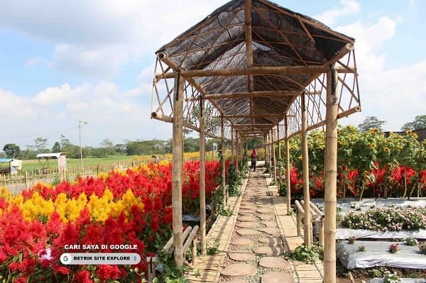 Taman Bunga Bono, Klaten, 1. Grojogan Sewu Tawangmangu, 2. Pandawa Water World Solo Baru, 3. Taman Balekambang, 4. Keraton Surakarta, 5. Wisata Tugu Lilin di Solo , 6. Air Terjun Jumog, 7. Taman Sriwedari, 8. Kampoeng Batik Kauman, 9. Pasar Klewer, 10. Tempat Wisata di Solo – Museum Manusia Purba Sangiran, 11. Tempat Wisata di Solo – Pura Mangkunegaran, 12. Monumen Pers, 13. Galabo Solo, 14. Tempat Wisata di Solo – Kebun Binatang Taru Jurug, 15. Ngarsopuro Night Market Solo, 16. Alun-Alun Kidul Surakarta, 17. Tempat Wisata di Solo – Dalem Kalitan, 18. Tempat Wisata di Solo – Taman Cerdas, 19. Masjid Al-Wustho Mangkunegaran, 20. Bendungan Karet Tirtonadi, 21. The Heritage Palace, 22. Lokananta Recording Audio & Video Cassette, 23. Trans Studio Mini Solo, 24. Museum Batik Danar Hadi, 25. Loji Gandrung, 26. Museum Radya Pustaka, 27. Pasar Antik Triwindu, 28. Benteng Vastenburg Fort, 29. Agrowisata Amanah, Karanganyar, 30. Agrowisata Sondokoro, Karanganyar, 31. Bukit Hope, Karanganyar (Tutup), 32. Bumi Perkemahan Sekipan, Karanganyar, 33. Candi Cetho, Karanganyar, 34. Candi Sukuh, Karanganyar, 35. Edupark Intan Pari, Karanganyar, 36. Kebun Strawberry, Karanganyar, 37. Paralayang Segoro Gunung, Karanganyar, 38. Rumah Pohon Banyu Anyep (Tutup), 39. Taman Bintang Kemuning, Ngargoyoso, Karanganyar, 40. Telaga Madirda, Karanganyar, 41. Bukit Cumbri, Wonogiri, 42. Gantole Wonogiri, 43. Batu Seribu, Sukoharjo, 44. Bendungan Colo, Sukoharjo, 45. Gardu Pandang Bukit Batur Suroteleng, 46. Bukit Gancik, 47. Tretes Taman Tani (Tutup), 48. De Tjolomadoe, 49. Rumah Atsiri Indonesia, 50. Pantai Karang Payung, 51. Tumurun Private Museum, 52. River Moon Pusur, 53. Museum R Hamong Wardoyo, 54. Sepur Kluthuk Jaladara, 55. Koridor Singosaren, 56. Ndalem Gondosuli, 57. Grojogan Selondo, 58. Taman Hutan Rakyat Ngargoyoso, 59. Candi Plaosan, 60. Umbul Ponggok, 61. Umbul Cokro Tulung, 62. Omah Jungkir, 63. Telaga Biru, 64. Randubang, 65. Pasar Gede Hardjonagoro, 66. Solo Grand Mall, 67. Pusat Grosir Solo, 68. Taman Bunga Bono, Klaten, 69. Umbul Kapilaler, Klaten, 70. Bukit Gancik, Selo, Boyolali, 71. Lembah Gunung Madu, Boyolali, 72. Objek Wisata Tlatar, Boyolali, 73. Obyek Wisata Air Cokro, 74. Museum Samanhudi, 75. Air Terjun Parang Ijo, 76. Museum Keris, 77. Vihara Dhamma Sundara