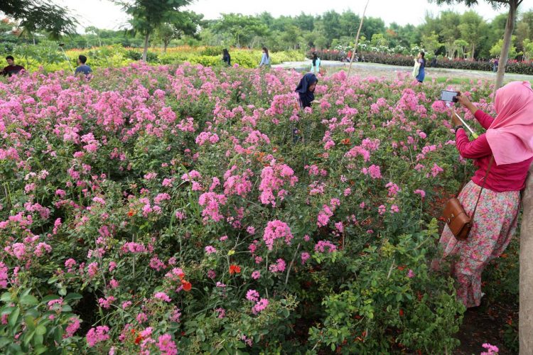 Taman Sakura Keputih via Sindo, 1. Wisata Monumen Pahlawan, 2. Wisata patung Buddha dengan Empat Wajah , 3. Wisata Jembatan Merah , 4. Wisata Monumen Kapal Selam di Surabaya, 5. Taman Harmoni Keputih, 6. Wisata Museum WR. Soepratman , 7. Wisata Kelenteng Hong Tiek Hian, 8. Wisata Jembatan Suramadu, 9. Wisata Rumah Batik, 10. Wisata Monumen Bambu Runcing , 11. Wisata Ciputra Waterpark (Tutup), 12. Wisata Kebun Binatang Surabaya , 13. Wisata Hutan Mangrove Wonorejo, 14. Wisata Pantai Kenjeran, 15. Wisata Pasar Bunga Bratang , 16. Wisata Masjid Nasional Al-Akbar di Surabaya, 17. Wisata Gereja Perawan Maria Tak Berdosa , 18. Wisata Taman Bungkul , 19. Wisata Taman Apsari , 20. Taman Dr. Soetomo (Taman Korea) , 21. Wisata Taman Mayangkara di Surabaya, 22. Wisata Taman Pelangi , 23. Wisata Taman Mundu , 24. Taman Buah Undaan di Surabaya, 25. Wisata Taman Prestasi di Surabaya, 26. Wisata House of Sampoerna , 27. Surabaya North Quay, 28. Taman Gantung Surabaya, 29. Monumen Suroboyo – Suroboyo Park, 30. Jembatan Biru Kenjeran Surabaya, 31. Food Junction Grand Pakuwon, 32. Skate & BMX Surabaya, 33. Waterpark Kenjeran – Ria Beach Kenjeran, 34. Arca Joko Dolog Surabaya, 35. Monumen Patung Gubernur Suryo, 36. Masjid Ampel Surabaya, 37. Perpustakaan Bank Indonesia, 38. Kebun Bibit Wonorejo, 39. Museum Kesehatan Dr. Adhyatma, 40. Jalan Kembang Jepun, 41. THR (Taman Hiburan Rakyat), 42. Masjid Muhammad Cheng Hoo, 43. Kebun Bibit Ngagel Jaya (Kebun Bibit Wonorejo 2), 44. Museum Surabaya (Gedung Siola), 45. Monumen Jalesveva Jayamahe, 45. Taman Kenjeran Surabaya, 46. Jalan Tunjungan Surabaya, 47. Kampung Bulak Surabaya, 48. Gereja Kepanjen, Surabaya, 49. Klenteng Sanggar Agung, 50. Taman Sakura Keputih, 51. Suroboyo Carnival Park (Tutup), 52. G Walk Surabaya, 53. Hutan Bambu Keputih, 54. De Mata Trick Eye Museum (Tutup), 55. Kebun Bibit Surabaya, 56. Taman Pertanian Terpadu Balas Klumprik, 57. Kota Tua Surabaya, 58. Taman Cahaya, 59. Surya Park