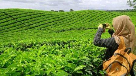 Tempat Wisata Kebun Teh Bukit Daun Bengkulu, 1. Pantai Panjang, 2. Tempat Wisata Sejarah Rumah Pengasingan Bung Karno, 3. Tempat Wisata Sejarah Benteng Marlborough Bengkulu, 4. Tempat Wisata Pantai Tapak Paderi Bengkulu, 5. Berwisata ke Kota Curup Bengkulu, 6. Tempat Wisata Danau Dendam Tak Sudah Bengkulu, 7. Tempat Wisata Danau Mas Harun Bastari Bengkulu, 8. Tempat Wisata Sejarah Museum Negeri Bengkulu, 9. Tempat Wisata Alam Bukit Kaba Bengkulu, 10. Berwisata ke Pulau Tikus Bengkulu, 11. Wisata Alam Sungai Air Berau Bengkulu, 12. Wisata ke Habitat Bunga Rafflesia Arnoldii Bengkulu, 13. Tempat Wisata Pantai Teluk Sepang Bengkulu, 14. Berwisata ke Air Terjun Curup, 15. Tempat Wisata Danau Lebong di Bengkulu Tengah, 16. Tempat Wisata Air Terjun Kepala Curup Bengkulu, 17. Tempat Wisata Air Terjun Sindang Kelingi Bengkulu, 18. Tempat Wisata Kebun Teh Bukit Daun Bengkulu, 19. Tempat Wisata Pantai Lais Bengkulu, 20. Tempat Wisata Air Terjun Curug Sembilan Bengkulu, 21. Objek Wisata Danau Gedang Bengkulu, 22. Tempat Wisata pantai Jakat Bengkulu, 23. Objek Wisata Tugu Thomas Parr Bengkulu, 24. Tempat Wisata Taman Hutan Raya Bengkulu, 25. Wisata ke Pusat Makanan Khas Bengkulu, 26. Berwisata ke Kampung Tua Cina Bengkulu, 27. Tempat Wisata Sungai Air Berau Muko-Muko Bengkulu, 28. Pantai Batung Badoro Muko-Muko Bengkulu, 29. Pantai Air Rami Mukomuko Bengkulu, 30. Danau Nibung Mukomuko Bengkulu, 31. Tempat Wisata Pantai Seluma Bengkulu, 32. Air Terjun Tri Muara Karang, 33. Pantai Sungai Suci, 34. Suban Air Panas Curup, 35. Danau Biru, 36. Pantai Padang Betuah, 37. Curug Mingga, 38. Air Terjun Suban, 39. Pantai Manula, 40. Pantai Linau, 41. Goa Kacamata, 42. Lubuk Sepit Kancing, 43. Pulau Enggano, 44. Arung Jeram Sungai Ketahun, 45. Pantai Bengkenang, 46. Air Terjun Singkai