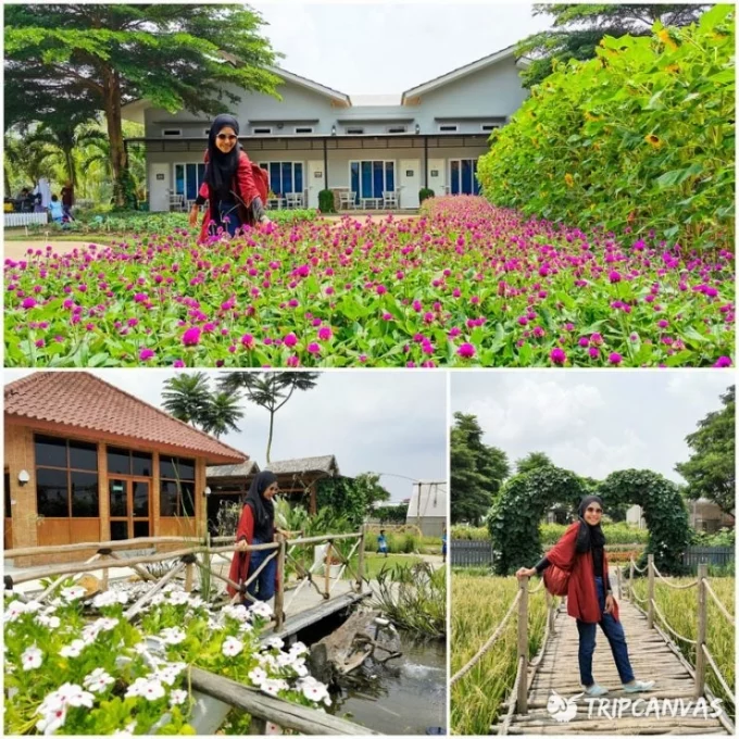 Urban Farming via TripCanvas, 1. Air Terjun Curug Cipurut, 2. Situ Wanayasa Purwakarta, 3. Waduk Jatiluhur, 4. Wisata Taman Air Mancur Sribaduga Situ Buleud, 5. Obyek Wisata keluarga Waduk Cirata, 6. Jatiluhur Water World, 7. Wisata Alam Sumber Air panas Ciracas, 8. Wisata Giri Tirta Kahuripan, 9. Sentra Pembuatan Keramik Plered, 10. Wisata Desa Sajuta Batu, 11. Wisata KulinerSate Maranggi, 12. Gedung Negara dan Gedung Karesidenan, 13. Obyek Wisata Goa Jepang, 14. Goa Belanda, 15. Kampung Panenjoan, 16. Skylodge Padjadjaran Anyar, 17. Taman Batu Cijanun, 18. Saung Manglid, 19. Sungai Cidomas, 20. Cikao Waterpark, 21. Urban Farming, 22. Gunung Lembu, 23. Kampung Sadang, 24. Bukit Katumbiri, 25. Pasir Langlang Panyawangan, 26. Museum Galeri Wayang, 27. Bale Panyawangan Diorama Nusantara & Bale Panyawangan Diorama Purwakarta, 28. Green Valley Waterpark, 29. Kuburan Kereta Api Stasiun Purwakarta, 30. Gunung Bongkok, 31. Gunung Parang, 32. Kampung Wisata Tajur, 33. Curug Tilu, 34. Kuya Maranggi Waterpark, 35. Hidden Valley Hills, 36. Tebing Boyer, 37. Tanjakan Cinta, 38. Parang Gombong, 39. Wanakula Camp, 40. Bale Indung Rahayu, 41. Curug Suhada, 42. Curug Cisomang, 43. The Colorville at Alam Sari Wates