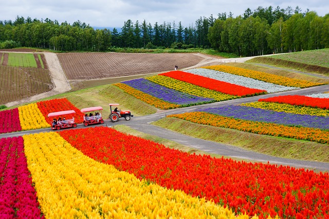 Wisata Alam Biei, Tempat Wisata di Jepang yang Wajib Dikunjungi, Tempat Wisata di Jepang lainnya, Tempat Wisata di Hiroshima, Tempat Wisata di Osaka Jepang