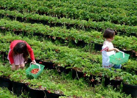 Kebun Strawberry Ciwidey