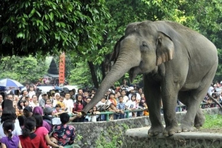 Wisata Kebun Binatang Surabaya  via Tigapilarnews, Sejarah Kebun Binatang Surabaya, Apasih Yang Menarik di Kebun Binatang Surabaya (KBS)?, Cara Menuju Kebun Binatang Surabaya, Jam Operational &amp; Tiket Masuk Ke Kebun Binatang Surabaya, Tips Berwisata di Kebun Binatang Surabaya