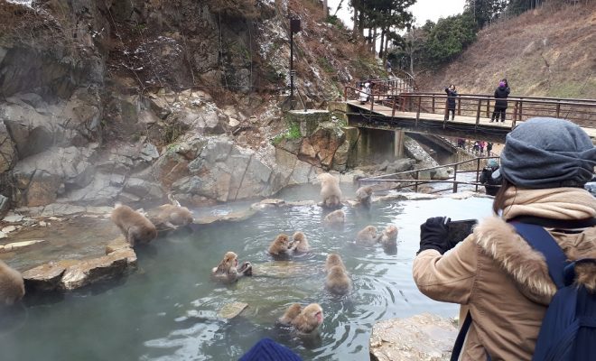 Wisata Jigokudani Monkey Park via Liburankejepang, Tempat Wisata di Jepang yang Wajib Dikunjungi, Tempat Wisata di Jepang lainnya, Tempat Wisata di Hiroshima, Tempat Wisata di Osaka Jepang