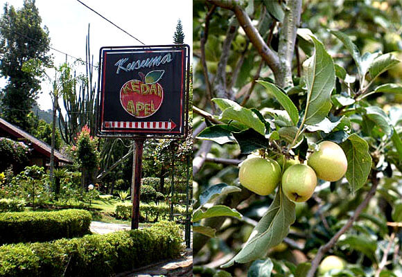 Wisata Petik Apel Malang, 1. Wisata Pantai Batu Bengkung Malang, 2. Wisata Batu Night Spectacular (BNS) Malang, 3. Wisata Jatim Park 1, 4. Wahana Wisata Jatim Park 2 Malang, 5. Alun-alun kota Malang, 6. Wisata Petik Apel Malang, 7. Masjid Tiban Malang, 8. Wisata Alam Air Terjun Coban Rondo Malang, 9. Wahana Wisata Eco Green Park Malang, 10. Wisata Museum Angkut Malang, 11. Wisata Pulau Sempu Malang, 12. Wisata Pantai Balekambang Malang, 13. Objek Wisata Bendungan Karangkates Malang, 14. Wahana Wisata Wendit Water Park Malang, 15. Tempat wisata Alam Selecta Malang, 16. Objek Wisata Agrowisata Wonosari Malang, 17. Wahana Wisata Taman Rekreasi Sengkaling Malang, 18. Wisata Kuliner dan Edukasi di Inggil Museum Resto Malang, 19. Wisata Alam Menikmati Kecantikan Alam Ala Omah kayu Malang, 20. Objek Wisata Uji Adrenalin Wisata Paralayang Malang, 21. Wisata Alam 7 Air Terjun Sumber Pitu Malang, 22. Berwisata Menikmati Keperawanan Pantai Sipelot Malang, 23. Tempat Wisata Edukasi Museum Kesehatan Jiwa Malang, 24. Wisata Alam Sumber Air Krabyakan Malang, 25. Wisata Pantai Ngliyep nan Indah di Malang, 26. Wisata Sejarah di Museum D’Topeng Malang, 27. Objek Wisata Panen Madu di Agro Tawon Rimba Raya Malang, 28. Wisata Sejarah Gerbong Maut di Museum Brawijaya Malang, 29. Wisata Edukasi Museum Malang Tempo Doeloe, 30. Objek Wisata Pemandian Air Panas Cangar Batu Malang, 31. Objek Wisata Secret zoo Kebun Binatang Batu Malang, 32. Tempat Wisata Kuliner Es Krim Legendaris di Toko Oen Malang, 33. Mata Air Sumber Sirah, 34. Coban Nirwana atau Coban Mbok Karimah, 35. Pemandian Kalireco Lawang, 36. Teluk Bidadari, 37. Banyu Anjlok, 38. Wisata Tubing Wringinanom, 39. Coban Tundo, 40. Pantai Kedung Celeng, 41. Air Terjun Coban Pelangi, 42. Gua Lo Bangi, 43. Ndayung Rafting, 44. Waduk Selorejo Malang, 45. Pantai Tiga Warna Malang, 46. Teluk Kletekan Malang, 47. Pantai Lenggoksono Malang, 48. Pantai Bajul Mati Malang, 49. Jawa Timur Park 3, 50. Kampung Warna Warni Jodipan, 51. Candi Badut, 51. Sumber Jenon, 52. Wisata Pujon Kidul, 53. Pantai Sendang Biru, 54. Hawai Waterpark, 55. Pura Luhur Giri Arjuno, 56. Museum Tubuh, 57. Kusuma Waterpark, 58. Candi Songgoriti, 59. Taman Singha Merjosari, 60. Taman Kelinci, 61. Candi Singosari, 62. Pura Luhur Giri Arjuno, 63. Masjid Agung Malang, 64. Masjid Annur Batu, 65. Coban Rais, 66. River Tubing di Sungai Amprong, 67. Sumber Maron, 68. Coban Jahe, 69. Coban Talun, 70. Coban Parang Tejo, 71. Coban Gintung, 72. Coban Sewu, 73. Coban Putri, 74. Rafting Kaliwatu, 75. Sumber Taman, 76. Bukit Bulu, 77. De Tjangkul Batu, 78. Taman Labirin Coban Rondo, 79. Bukit Binglis, 80. Bukit Cinta, 81. Bukit Bintang, 82. Bukit Teletubbies, 83. Bukit Asmoro, 84. Bukit Budug Asu, 85. Pantai Banyu Meneng, 86. Pantai Selok, 87. Pantai Sendiki, 88. Pantai Goa Cina, 89. Pantai Sendang Biru, 90. Pantai Watu Leter, 91. Pantai Wedi Awu, 92. Pantai Jonggring Saloko, 93. Pantai Wedi Putih, 94. Pantai Bangsong, 95. Pantai Teluk Asmoro, 96. Pantai Telok, 97. Pantai Parang Dowo, 98. Pantai Jolangkung, 99. Pantai Tomen