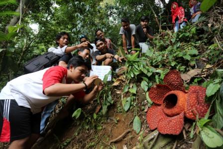 Wisata ke Habitat Bunga Rafflesia Arnoldii Bengkulu, 1. Pantai Panjang, 2. Tempat Wisata Sejarah Rumah Pengasingan Bung Karno, 3. Tempat Wisata Sejarah Benteng Marlborough Bengkulu, 4. Tempat Wisata Pantai Tapak Paderi Bengkulu, 5. Berwisata ke Kota Curup Bengkulu, 6. Tempat Wisata Danau Dendam Tak Sudah Bengkulu, 7. Tempat Wisata Danau Mas Harun Bastari Bengkulu, 8. Tempat Wisata Sejarah Museum Negeri Bengkulu, 9. Tempat Wisata Alam Bukit Kaba Bengkulu, 10. Berwisata ke Pulau Tikus Bengkulu, 11. Wisata Alam Sungai Air Berau Bengkulu, 12. Wisata ke Habitat Bunga Rafflesia Arnoldii Bengkulu, 13. Tempat Wisata Pantai Teluk Sepang Bengkulu, 14. Berwisata ke Air Terjun Curup, 15. Tempat Wisata Danau Lebong di Bengkulu Tengah, 16. Tempat Wisata Air Terjun Kepala Curup Bengkulu, 17. Tempat Wisata Air Terjun Sindang Kelingi Bengkulu, 18. Tempat Wisata Kebun Teh Bukit Daun Bengkulu, 19. Tempat Wisata Pantai Lais Bengkulu, 20. Tempat Wisata Air Terjun Curug Sembilan Bengkulu, 21. Objek Wisata Danau Gedang Bengkulu, 22. Tempat Wisata pantai Jakat Bengkulu, 23. Objek Wisata Tugu Thomas Parr Bengkulu, 24. Tempat Wisata Taman Hutan Raya Bengkulu, 25. Wisata ke Pusat Makanan Khas Bengkulu, 26. Berwisata ke Kampung Tua Cina Bengkulu, 27. Tempat Wisata Sungai Air Berau Muko-Muko Bengkulu, 28. Pantai Batung Badoro Muko-Muko Bengkulu, 29. Pantai Air Rami Mukomuko Bengkulu, 30. Danau Nibung Mukomuko Bengkulu, 31. Tempat Wisata Pantai Seluma Bengkulu, 32. Air Terjun Tri Muara Karang, 33. Pantai Sungai Suci, 34. Suban Air Panas Curup, 35. Danau Biru, 36. Pantai Padang Betuah, 37. Curug Mingga, 38. Air Terjun Suban, 39. Pantai Manula, 40. Pantai Linau, 41. Goa Kacamata, 42. Lubuk Sepit Kancing, 43. Pulau Enggano, 44. Arung Jeram Sungai Ketahun, 45. Pantai Bengkenang, 46. Air Terjun Singkai