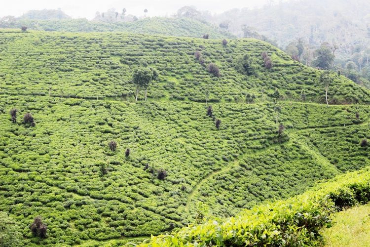 Wisata ke Perkebunan Teh Gunung Gambir di Jember, 1. Tempat Wisata Pantai Pasir Putih Malikan (Papuma) Jember, 2. Tempat Wisata Pantai Watu Ulo Jember, 3. Tempat Wisata Keluarga Pantai Bandealit di Jember, 4. Tempat Wisata Pantai Puger di Jember, 5. Obyek Wisata Keluarga Tiara Waterpark di Jember, 6. Objek Wisata Keluarga Pemandian Kebon Agung di Jember, 7. Tempat Wisata Edukasi Taman Botani Jember, 8. Wahana Liburan Seru Waterboom Niagara di Jember, 9. Destinasi Wisata Populer Kawasan Puncak Rembangan di Jember, 10. Tempat Wisata Alam Air Terjun Tancak di Jember, 11. Tujuan Wisata Keluarga Pemandian Patemon di Jember, 12. Tempat Wisata Sejarah Situs Duplang di Jember, 13. Obyek Wisata Pantai Paseban di Jember, 14. Obyek Wisata Pemandian Rembangan di Jember, 15. Obyek Wisata Menarik Loko Lori di Jember, 16. Tempat Wisata Alam Air Terjun Antrokan di Jember, 17. Kafe Kolong di Jember, 18. Obyek Wisata Bedadung di Jember (Sudah Tutup), 19. Wisata ke Perkebunan Teh Gunung Gambir di Jember, 20. Obyek Wisata Pemandian Oleng Sibutong di jember, 21. Kimo Swimming Pool, 22. Air Terjun Manggisan, 23. Air Terjun Sumber Salak, 24. Pantai Payangan, 25. Pantai Rowo Cangak, 26. Pantai Teluk Love, 27. Agrowisata Tembakau, 28. Wisata Agro Glantangan, 29. Dira Park, 30. Agrowisata Mumbul Garden Jember, 31. Taman Nasional Meru Betiri, 32. Museum Tembakau Jember, 33. Pabrik Kopi Gumitir Jember, 34. Pulau Nusa Barong Jember, 35. Agrowisata Kopi dan Kakao, 36. Air Terjun Watu Ombo, 37. Air Terjun Lereng Raung, 38. Air Terjun Sumber Salak, 39. Taman Galaxy, 40. Bukit SJ 88, 41. Air Terjun Mandigu, 42. Goa Jepang