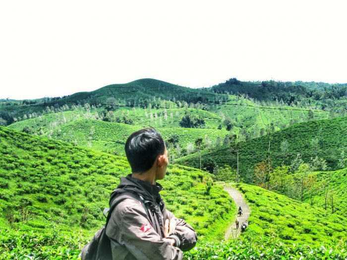 Kebun Teh Taraju via Instagram.com Dsutrisnaa