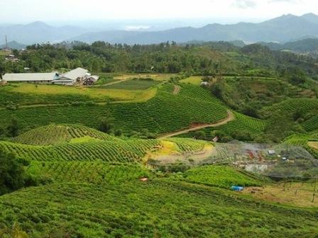 Liburan Asyik ke Kebun Teh Malino di Makassar