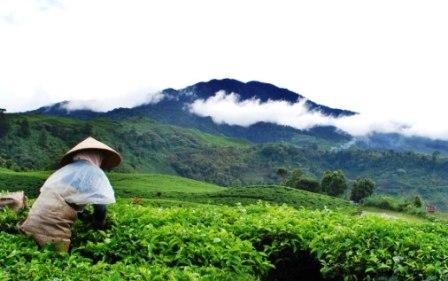 Liburan Seru ke Perkebunan Teh Gedeh Cianjur