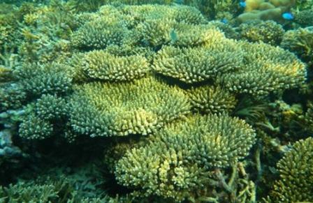 Menikmati Keindahan Terumbu Karang di Pulau Lanjukang Makassar