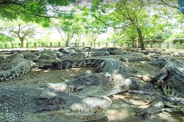Objek Wisata Taman Buaya Tanjung Pasir di Tangerang, 1. Tempat Wisata Pantai Tanjung Pasir di Tangerang, 2. Tanjung Kait di Tangerang, 3. Wisata Religi Masjid Al-Adzom di Tangerang, 4. Objek Wisata Bendungan Pintu Air Sepuluh di Tangerang, 5. Wisata Seru ke Masjid Pintu Seribu di Tangerang, 6. Destinasi Wisata Pulau Cangkir di Tangerang, 7. Objek Wisata Situ Cipondoh di Tengerang, 8. Liburan Seru ke Marcopolo Water Adventure di Tangerang, 9. Tempat Wisata Keluarga Ocean Park Water Adventure di Tangerang Selatan, 10. Objek Wisata Taman Buaya Tanjung Pasir di Tangerang, 11. Tempat Wisata Alam Hutan Kota BSD di Tangerang, 12. Tempat Wisata Keluarga Water World Citra Raya di Tangerang, 13. Destinasi Wisata Seru ke Kawasan Lippo Karawaci di Tangerang, 14. Tempat Wisata Belanja Kawasan Gading Serpong, 15. Tempat Wisata Kuliner Enak Flavor Bliss Alam Sutera di Tangerang, 16. Objek Wisata Klenteng Boen Tek Bio di Tangerang, 17. Telaga Cisoka, 18. Tebing Koja, 19. Taman Wisata Pulau Situ Gintung, 20. Taman Potret, 21. Citra Raya World of Wonders, 22. Taman Gajah Tunggal, 23. Kandank Jurank Doank, 24. Situ Cihuni, 25. Situ Bulakan, 26. Scientia Square Park, 27. Tanah Tingal, 28. Upside Down World Alam Sutera, 29. Wisata Alam Hutan Kota, 30. Garden Lantern Maze Market, 31. Pasar Lama Tangerang, 32. Taman Prestasi, 33. Taman Kunci Cikokol, 34. Phi Phi Club Greenwich Park, 35. BX Rink, 36. Branchsto Equestrian Park, 37. Benteng Heritage Museum, 38. Amsterdam Waterpark, 39. Sakura Garden AEON Mall, 40. Kampung Bekelir, 41. Taman Bambu, 42. Taman Kota 1 BSD, 43. Kelenteng Sampo Tay Jin, 44. Froggy BSD, 45. BSD Xtreme Park, 46. Fun Park WaterBoom, 47. Taman Menteng Bintaro, 48. Boen Hay Bio Temple, 49. Little Jungle Playground, 50. Klenteng Tjo Soe Kong, 51. Vihara Padumuttara, 52. Keramat Solear, 53. Cisadane, 54. Summarecon Mall Serpong, 55. Danau Tomang, 56. Fun and Fit Qbig, 57. Monumen Lengkong, 58. Flying Deck Cisadane, 59. Taman Pisang, 60. Taman Kunang-Kunang, 61. Taman Pramuka, 62. Batavia Splash Water Adventure, 63. Pulo Saiji Water Adventure