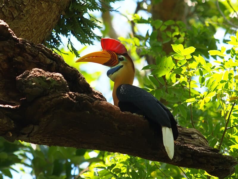 Tangkoko National Park