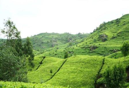 Tempat Wisata Alam Gunung Mas Puncak Cianjur