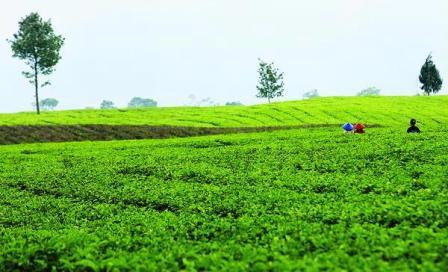 Wisata ke Perkebunan Teh Panyairan Cianjur