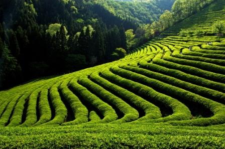 Boseong Green Tea Field, 1. Istana Gyeongbok (Gyeongbokgung) – Kyŏngbokkung, 2. Lotte World, 3. Pulau Jeju, 4. Bomun Pavilion, Gyeongju, 5. Yang Dong Traditional Village, 6. Seomjin River Train Village, 7. Seongsan Sunrise Peak, 8. Stasiun Kyeong-Wha, Jinhae, 9. Taepyeong Salt Farm, 10. Boseong Green Tea Field, 11. Monumen Peringatan Perang Korea, 12. Teater Nanta di MyeongDong, 13. Taman Nasional Bukhansan, 14. Seoul Arts Center (Pusat Kesenian Seoul), 15. Istana Changdeok (Changdeokgung), 16. Uleung Island Seaside Road, 17. Tempat Wisata Belanja Myeongdong, 18. Bukchon Village, 19. Namsan Seoul Tower ( N Seoul Tower), 20. National Folk Museum of Korea (Museum Nasional Rakyat Korea), 21. Olympic Park, 22. Incheon, 23. Garden of Morning Calm, 24. Taebaek Snow Festival, 25. Gunung Naejangsan, 26. Korean Demilitarized Zone atau DMZ, 27. Namsangol Hanok Village, 28. Pulau Nami, 29. Everland Theme Park, 30. Cheonggyecheon River, 31. Gangnam District, 32. Hongdae, 33. Gamcheon culture village, 34. Pulau Udo, 35. National Gwacheon Science Museum