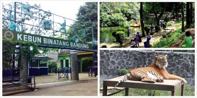 Kebun Binatang Bandung, 1. Mari mulai dari atraksi wisata populer di Bandung yang bisa kalian jajal dengan harga minimalis, bahkan ada yang gratis lho! Misalnya saja aneka taman tematiknya yang keren, 2. Dengan 10 ribu rupiah, kalian bisa mengelilingi kota Bandung sambil bergaya keren di atas Bus Bandros, 3. Salurkan hasratmu jadi koboi dengan naik kuda. Harganya mulai dari 5 ribuan saja lho, 4. Ingin tahu seperti apa suasana pasar terapung? Nggak usah jauh-jauh ke Thailand karena di Bandung pun ada Floating Market, 5. Terkadang, wisata murah bisa begitu dekat dengan bintang. Nggak percaya? Mampir saja ke Observatorium Bosscha yang ada di bilangan Lembang untuk membuktikannya, 6. Walau bukan obyek wisata mayor, Cagar Alam Junghuhn layak untuk dikunjungi oleh kalian yang menghargai jasa para pahlawan, 7. Air terjun Maribaya selalu menjadi favorit bagi mereka yang mencintai suasana alam dengan budget yang ekonomis, 8. Dan, dari Maribaya, kalian bisa langsung menuju Taman Hutan Raya Juanda. Harga tiketnya sama ekonomisnya lho, 9. Untuk melengkapi kunjungan di Taman Hutan Raya Juanda, sekalian saja mampir ke tempat selfie paling populer di Bandung, yaitu Tebing Keraton, 10. Menikmati sejuknya udara Bandung bisa kalian lakukan sambil mengenal ragam fauna di Kebun Binatang Bandung, 11. Area Bandung Selatan juga punya banyak obyek wisata yang menyayangi kantong kalian. Misalnya saja wisata Kawah Putih-nya yang super populer itu, 12. Untuk kalian para pecinta wisata alam dan pengagum nilai-nilai romantisme, Situ Patenggang menjadi tempat yang wajib kalian sambangi di Bandung, 13. Mampirlah ke Pemandian Air Panas Cibolang yang akan menghangatkan tubuh kalian dari gigitan udara dingin di Ciwidey, 14. Cibolang bukan satu-satunya tempat yang dapat menghangatkan tubuh kalian saat dingin. Kunjungi saja Taman Wisata Alam Cimanggu yang juga menawarkan kolam pemandian air panas alami, 15. Atau, mampirlah ke pemandian Air Panas Alami Walini/Rancawalini juga populer di wilayah Ciwidey. Kalian dapat menikmati suasana berendam air panas di tengah perkebunan teh, 16. Wisata di Ciwidey akan semakin lengkap jika kalian berjalan-jalan di tengah Perkebunan Teh Rancabali. Pemandangannya yang indah akan membuat siapapun mendadak suka mengambil foto, 17. Untuk menutup wisata hemat di Bandung, mampirlah ke Pasar Gedebage untuk belanja pakaian second berkualitas bagus. Harganya? Murah meriah!, 18. Balitsa Lembang yang Instagramable, 19. Keindahan Babakan Siliwangi yang bikin mata terpana, 20. Mengintip Dinosaurus di Museum Geologi, 21. Kawah Rengganis yang begitu eksotis, 22. Epic Sunrise di Venue Gantole Cililin, 23. Menikmati pesona alam hijau di Bukit Teletubies, 24. Menikmati pesona alam hijau khas bebukitan di Bukit Jamur, 25. Pesona Curug Bellarosa yang bikin pikiran adem, 26. Epiknya pemandangan di Gunung Nini Pangalengan