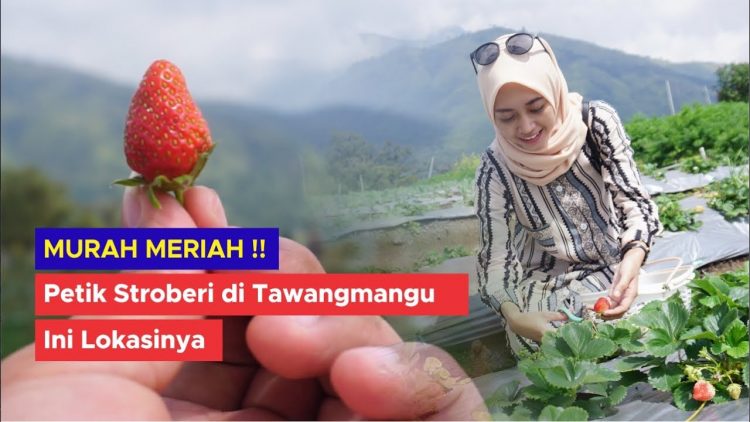 Memetik Strawberry di Tawangmangu via Youtube, 1. Wisata Tawangmangu Grojogan Sewu, 2. Air Terjun Jumog, 3. Wisata Tawangmangu Agrowisata Sondokoro, 4. Candi Cetho, 5. Wisata Tawangmangu Gunung Lawu, 6. Wisata Tawangmangu Desa Nglurah, 7. Wisata Tawangmangu Air Terjun Pringgodani, 8. Wisata Tawangmangu – Outbound , 9. Flying Fox di Objek Wisata Tawangmangu, 10. Wisata Pemandian Air Hangat Cumpleng, 11. Camping Seru di Sekipan, Kalisoro, Tawangmangu, 12. Wisata Tawangmangu Situs Purbakala Menggung , 13. Wisata Kuliner di Tawangmangu Sate Kelinci, 14. Memetik Strawberry di Tawangmangu, 15. Obyek Wisata New Taman Balemkambang Tawangmangu, 16. Telaga Sarangan, 17. Air Terjun Parang Ijo, 18. Kebun Teh Kemuning, 19. Wisata Bukit Sekipan, 20. Rumah Atsiri, 21. Lawu Park, 22. River Hill Resort, 23. Kedung Sriti, 24. Air Terjun Jurang Sundo Tawangmangu, 25. Puncak Gunung Gamping, 26. Gunung Mongkrang, 27. Sakura Hills
