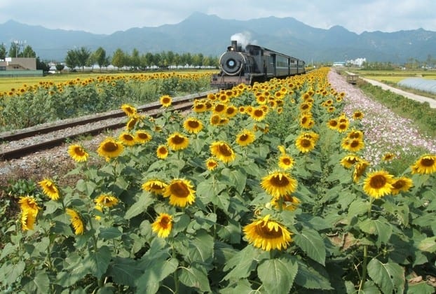 Seomjin River Train Village, 1. Istana Gyeongbok (Gyeongbokgung) – Kyŏngbokkung, 2. Lotte World, 3. Pulau Jeju, 4. Bomun Pavilion, Gyeongju, 5. Yang Dong Traditional Village, 6. Seomjin River Train Village, 7. Seongsan Sunrise Peak, 8. Stasiun Kyeong-Wha, Jinhae, 9. Taepyeong Salt Farm, 10. Boseong Green Tea Field, 11. Monumen Peringatan Perang Korea, 12. Teater Nanta di MyeongDong, 13. Taman Nasional Bukhansan, 14. Seoul Arts Center (Pusat Kesenian Seoul), 15. Istana Changdeok (Changdeokgung), 16. Uleung Island Seaside Road, 17. Tempat Wisata Belanja Myeongdong, 18. Bukchon Village, 19. Namsan Seoul Tower ( N Seoul Tower), 20. National Folk Museum of Korea (Museum Nasional Rakyat Korea), 21. Olympic Park, 22. Incheon, 23. Garden of Morning Calm, 24. Taebaek Snow Festival, 25. Gunung Naejangsan, 26. Korean Demilitarized Zone atau DMZ, 27. Namsangol Hanok Village, 28. Pulau Nami, 29. Everland Theme Park, 30. Cheonggyecheon River, 31. Gangnam District, 32. Hongdae, 33. Gamcheon culture village, 34. Pulau Udo, 35. National Gwacheon Science Museum