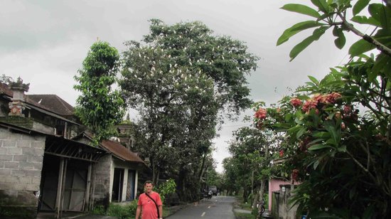 Desa Petulu via Tripadvisor, 1. Pura Sakenan, 2. Museum Bali, 3. Taman Budaya Bali, 4. Monumen Bajra Sandhi, 5. Pura Tampak Siring, 6. Tegalalang, 7. D’Tukad River Club, 8. Pasar Seni Ubud, 9. Alas Harum Agrotourism, 10. Bali Strawberry Farm &amp; Restaurant, 11. Rumah Gemuk Bali, 12. Museum dan Galeri Seni Rudana, 13. Patung Bayi, 14. The Blanco Renaissance Museum, 15. Museum ARMA, 16. Museum Seni Neka, 17. Museum Subak, 18. Desa Petulu, 19. Desa Wisata Penglipuran, 20. Desa Coklat Bali, 21. Arung Jeram Sungai Ayung, 22. Pemandian Air Panas Yeh Panes Panatahan, 23. Pemandian Air Panas Angseri, 24. Air Terjun Suwat, 25. Air Terjun Kanto Lampo, 26. Air Terjun Blahmantung, 27. Danau Buyan, 28. Pura Ulun Danu, 29. Goa Gajah, 30. Istana Tampaksiring, 31. Pura Gunung Lebah, 32. Pura Malen, 33. Puri Saren Agung, 34. Pura Taman Saraswati, 35. Pura Tirta Empul, 36. Pura Gunung Kawi, 37. Hidden Canyon Beji Guwang, 38. Taman Kota Ciung Wanara Gianyar, 39. Taman Kota Lumintang, 40. Taman Nusa, 41. Elephant Safari Park, 42. Bali Bird Park, 43. Bali Zoo, 44. Terasering Jatiluwih, 45. Terasering Tegalalang, 46. Bukit Campuhan, 48. Pohon Kayu Putih Desa Bayan, 49. Taman Kupu-kupu, 50. Kebun Raya Bali, 51. The Blooms Garden, 52. Monkey Forest Ubud, 53. Alas Kedaton, 54. Tasta Zoo, 55. Air Terjun Tukad Cepung, 56. Air Terjun Nungnung, 57. Objek Wisata Sangeh, 58. Air Terjun Tegenungan