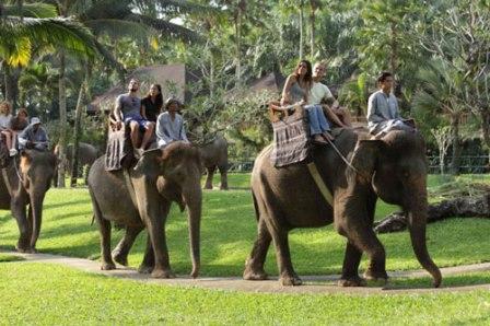 Menunggangi Gajah Di Desa Taro Ubud - Tempat wisata di Ubud, 1. Monkey Forest, 2. Istana Ubud, 3. Desa Visesa Ubud, 4. Pasar Seni Ubud, 5. Puri Saren Agung Ubud, 6. Goa Gajah (Elephant Cave), 7. Agung Rai Museum of Art (ARMA) Ubud, 8. Pura Taman Kemuda Saraswati, 9. Ayung Rafting, 10. Alas Harum Bali, 11. Tari Legong Mahabharata Di Puri Ubud, 12. Air Terjun Tegenungan, 13. Campuhan Ridge Walk, 14. Gunung Kawi Ubud, 15. Pura Kehen Ubud, 16. Tirta Empul Ubud, 17. Ubud me Sari Luwak Coffee, 18. Resto Bebek Bengil Ubud, 19. Bali Bird &amp; Reptile Park, 20. Museum Antonio Blanco Ubud, 21. Museum Rudana Ubud, 22. Nyuh Kuning Village, 23. Mason Elephant Park &amp; Lodge, 24. Museum Puri Lukisan Ubud, Museum Tertua di Bali, 25. Bali ATV Ride, 26. Desa Celuk, 27. The Yoga Barn, 28. Trekking Authentik Bali, 29. Swept Away at The Samaya Ubud, 30. La View Restaurant, 31. Seniman Coffee Studio, 32. Ketuts Bali Cooking Class, 33. Four Seasons Resort Bali At Sayan, 34. Hanging Gardens Of Bali, 35. Zen Hideaway, 36. Bali Pulina, 38. Museum Seni Neka Ubud, 39. Folk Pool &amp; Gardens