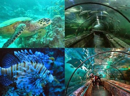 Seaworld Ancol, Sejarah Berdirinya Taman Impian Jaya Ancol, Obyek Wisata di Dalam Taman Impian Jaya Ancol, Tiket Masuk Taman Impian Jaya Ancol, Keunggulan Taman Impian Jaya Ancol