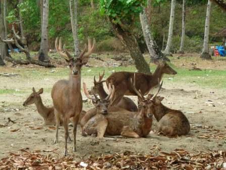 Objek Wisata Cagar Alam Pananjung Pangandaran