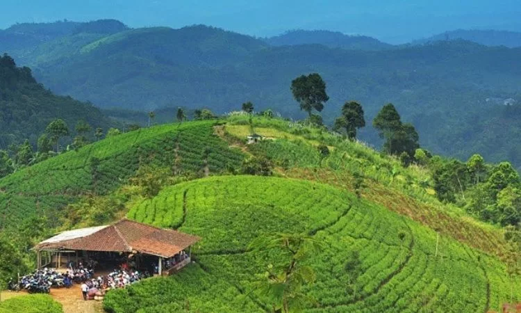 Perkebunan Teh Cipasung, 1. Jembar Waterpark, 2. Perkebunan Teh Cipasung, 3. Goa Lalay, 4. Curug Muara Jaya, 5. Curug Sawer, 6. Talaga Herang, 7. Wisata Paralayang Gunung Panten, 8. Taman Wisata Bukit Alam Hejo, 9. Curug Tonjong, 10. Curug Cipeuteuy, 11. Air terjun Cibali, 12. Agro Batu Luhur, 13. Taman Buana Marga Majalengka (Taman Dinosaurus), 14. Situ Sangiang dan Makam Sunan Parung, 15. Pendakian Gunung Ciremai, 16. Curug Sempong, 17. Curug Awul, 18. Situ Cipanten, 19. Curug Campaga, 20. Curug Cipeureus, 21. Curug Puntang, 22. Panorama Cikebo, 23. Panorama Lemah Putih, 24. Situ Cikuda, 25. Bukit Panyaweuyan Argapura, 26. Wisata Situ Cipadung Desa Pajajar, 27. Wisata Cadas Gantung, 28. Air Terjun Embun Pelangi, 29. Air Terjun Cilutung, 30. Situ Janawi, 31. Taman Nasional Sadarehe, 32. Museum Talaga Manggung, 33. Rumah Adat Panjalin, 34. Gunung Cakrabuana, 35. Telaga di Petilasan Prabu Siliwangi, 36. Curug Ciwanda, 37. Curug Situhiang, 38. Taman Wisata Linggarjati, 39. Air Terjun Baligo, 40. Telaga Nila, 41. Kolam Renang Balong Sang Raja, 42. Gunung Batu Tilu, 43. Bukit Mercury Sayang Kaak, 44. Bendungan Raksasa Rentang, 45. Terasering Sawah Nangklak, 46. Gunung Ciwaru, 47. Puncak Sawiyah, 48. Ciboer Pass, 49. Curug Kapak Kuda, 50. Water Boom Tirta Indah, 51. Water Boom Rajawali ( Surya ), 52. Water Boom Tohaga, 53. Taman Ikan Bunderan , 54. Situ Batu di Desa Malausma, 55. Durian Sinapeul