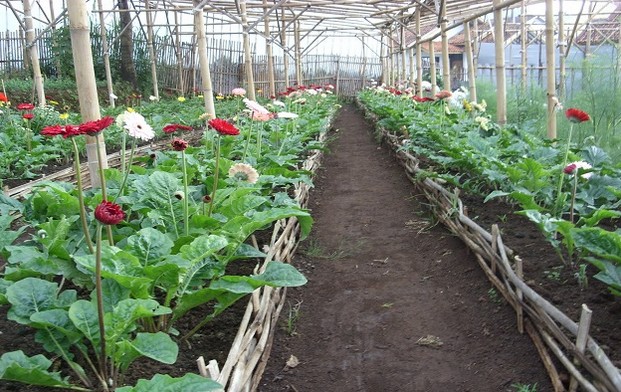 Agrowisata Bunga Lumajang, 1. Pemandian Alam Selokambang, 2. Liburan ke Pantai Bambang Lumajang, 3. Wisata Sejara ke Candi Mandara Giri Lumajang, 4. Tempat Wisata Alam Goa Tetes Lumajang, 5. Liburan Seru ke Gunung Semeru Lumajang, 6. Kawasan Wonorejo Terpadu (KWT) Lumajang, 7. Liburan Seru ke Pantai Watu Godeg Lumajang, 8. Tempat Wisata Alam Danau Ranu Kumbolo Lumajang, 9. Tempat Wisata Pantai Dampar Lumajang, 10. Berwisata ke Pantai Watu Pecak Lumajang, 11. Tempat Liburan Keluarga Pantai Tlepuk Lumajang, 12. Tempat Wisata Seru Gunung Lemongan Lumajang, 13. Wisata Air Terjun Manggisan Lumajang, 14. Puncak B-29, 15. Wisata Kebun Teh Kertowono Gucialit Lumajang, 16. Wisata Sejarah Situs Biting, 17. Tubing Adventure Kali Betoto, 18. Air Terjun Coban Sewu, 19. Ranu Regulo, 20. Ranu Pane, 21. Ranu Bedali, 22. Ranu Pakis, 23. Danau Klakah, 24. Wisata Air Terjun Coban Pawon Lumajang, 25. Wisata Hutan Bambu Lumajang, 26. Air Terjun Kapas Biru, 27. Ranu Lading, 28. Kolam Renang Veteran, 29. Agrowisata Lumajang, 30. Objek Wisata Goa Bima di Lumajang, 31. Wisata Air Terjun Watu Lapis Lumajang, 32. Wisata Pantai Wotgalih Lumajang, 33. Agrowisata Bunga Lumajang, 34. Museum Daerah Lumajang, 35. Gunung Sawur, 36. Gunung Wayang, 37. Coban Sriti (Antrukan Wolu), 38. Coban Kabut Pelangi, 39. Wisata Bukit Cinta Mahameru, 40. Oro Oro Ombo, 41. Air Terjun Gucialit (Semingkir), 42. Tempat Wisata Air Terjun Carang Kuning, 43. Air Terjun Antrukan Trap Seribu, 44. Air Terjun Kedung Kuwung, 45. Tirtosari View, 46. Air Terjun Antrukan Menjangan, 47. Air Terjun Antrukan Jago Lumajang, 48. Kebun Kertonowo, 49. Hutan Pinus Penanggal, 50. Grati Park, 51. Puncak Gunung Wayang, 52. Alun-alun Lumajang