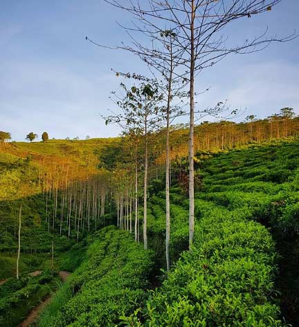 Kebun Kertonowo via IG @hakimsunjoyo, 1. Pemandian Alam Selokambang, 2. Liburan ke Pantai Bambang Lumajang, 3. Wisata Sejara ke Candi Mandara Giri Lumajang, 4. Tempat Wisata Alam Goa Tetes Lumajang, 5. Liburan Seru ke Gunung Semeru Lumajang, 6. Kawasan Wonorejo Terpadu (KWT) Lumajang, 7. Liburan Seru ke Pantai Watu Godeg Lumajang, 8. Tempat Wisata Alam Danau Ranu Kumbolo Lumajang, 9. Tempat Wisata Pantai Dampar Lumajang, 10. Berwisata ke Pantai Watu Pecak Lumajang, 11. Tempat Liburan Keluarga Pantai Tlepuk Lumajang, 12. Tempat Wisata Seru Gunung Lemongan Lumajang, 13. Wisata Air Terjun Manggisan Lumajang, 14. Puncak B-29, 15. Wisata Kebun Teh Kertowono Gucialit Lumajang, 16. Wisata Sejarah Situs Biting, 17. Tubing Adventure Kali Betoto, 18. Air Terjun Coban Sewu, 19. Ranu Regulo, 20. Ranu Pane, 21. Ranu Bedali, 22. Ranu Pakis, 23. Danau Klakah, 24. Wisata Air Terjun Coban Pawon Lumajang, 25. Wisata Hutan Bambu Lumajang, 26. Air Terjun Kapas Biru, 27. Ranu Lading, 28. Kolam Renang Veteran, 29. Agrowisata Lumajang, 30. Objek Wisata Goa Bima di Lumajang, 31. Wisata Air Terjun Watu Lapis Lumajang, 32. Wisata Pantai Wotgalih Lumajang, 33. Agrowisata Bunga Lumajang, 34. Museum Daerah Lumajang, 35. Gunung Sawur, 36. Gunung Wayang, 37. Coban Sriti (Antrukan Wolu), 38. Coban Kabut Pelangi, 39. Wisata Bukit Cinta Mahameru, 40. Oro Oro Ombo, 41. Air Terjun Gucialit (Semingkir), 42. Tempat Wisata Air Terjun Carang Kuning, 43. Air Terjun Antrukan Trap Seribu, 44. Air Terjun Kedung Kuwung, 45. Tirtosari View, 46. Air Terjun Antrukan Menjangan, 47. Air Terjun Antrukan Jago Lumajang, 48. Kebun Kertonowo, 49. Hutan Pinus Penanggal, 50. Grati Park, 51. Puncak Gunung Wayang, 52. Alun-alun Lumajang