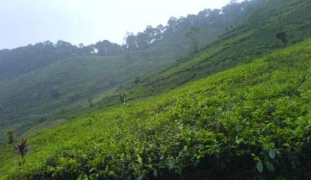 Perkebunan Teh Margawindu, 1. Kampung Toga, 2. Curug Cigorobog, 3. Agrowisata Kampung Nangorak, 4. Curug Sabuk, 5. Wisata Alam Pangjugjugan, 6. Sumber Air Panas Sekarwangi, 7. Perkebunan Teh Margawindu, 8.  Wisata Kuliner Soto Bongko Khas Sumedang, 9. Mendaki Gunung Tampomas Sumedang, 10. Liburan ke Curug Ciputrawangi Sumedang, 11. Objek Wisata Situ Cilembang di Sumedang, 12. Gunung Kunci – Tempat Wisata Sejarah di Sumedang , 13. River Tubing, 14. Museum Prabu Geusan Ulun, 15. Curug Cinulang, 16. Wisata Air Gajah Depa, 17. Mata Air Sirah Cipelang, 18. Pemandian Air Panas Cileungsing, 19. Wisata ke Curug Cipongkor Sumedang, 20. Wisata Paralayang di Batu Dua Gunung Lingga, 21. Wisata Situs Prabu Tajimalela Gunung Lingga, 22. Cipanteneun, 23. Mata Air Cikandung Sumedang, 24. Puncak Gunung Batu Sumedang, 25. Wisata Waduk Jatigede Sumedang, 26. Wisata Taman Buru Masigit Kareumbi, 27. Wisata Saung Cibingbin Sumedang, 28. Curug Cibayawak Desa Jembarwangi Tomo, 29. Puncak Damar Baros Jatigede Sumedang, 30. Jembatan Cincin Cikuda Jatinangor Sumedang, 31. Eco Green Park Kampung Karuhun, 32. Sensasi Arung Jeram Pangcalikan, 33. Wisata ke Gunung Kerenceng Sumedang, 34. Makam Cut Nyak Dien, 35. Akhiri Petualangan Kalian di Sumedang dengan Memborong Tahu Sumedang untuk Oleh-oleh
