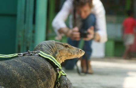 Taman Reptil Kebumen, 1. Pantai Logending Kebumen, 2. Pantai Karang Bolong Kebumen, 3. Pantai Menganti Kebumen, 4. Pantai Pecaron Kebumen, 5. Wisata Alam Kebumen Curug Silancur, 6. Wisata Alam Kebumen Goa Jatijajar, 7. Pantai Karang Agung Kebumen, 8. Air terjun Superman’s Big Sister, 9. Puncak Gunung Duwur, 10. Waduk Sempor Kebumen, 11. Arung jeram Padegolan, 12. Wisata Sejarah di Benteng Van der Wijck, 13. Cagar Alam Geologi Karangsambung, 14. Obyek wisata Kebumen pantai petanahan, 15. Pantai Suwuk Kebumen, 16. Pantai Lampon Kebumen, 17. Pemandian Air Panas Krakal, 18. Taman Kota Jenderal HM Sarbini, 19. Bukit Pranji Kebumen, 20. Bukit Langit Kebumen, 21. Wisata Alam Jembangan, 22. Pantai Bocor Kebumen, 23. Goa Petruk Kebumen, 24. Pantai Lembupurwo Kebumen , 25. Air Terjun Sudimoro Kebumen, 26. Air Terjun Sawangan Kebumen, 27. Bukit Pentulu Indah, 28. Curug Kedondong Kebumen, 29. Curug Plumbon Kebumen, 30. Pantai Surumanis, 31. Taman Reptil Kebumen, 32. Jemur Adventure Park, 33. Gading Splash Water Kebumen, 34. Pantai Gebyuran, 35. Curug Wringin, 36. Curug Silangit, 37. Gua Langse, 38. Goa Silodong, 39. Pantai Bopong, 40. Hutan Mangrove Logending, 41. Alian Butterfly Park, 42. Puncak Prabu, 43. Curug Gemawang, 44. Pantai Setrojenar, 45. Curug Karang Gemantung, 46. Tanjung Karang Penganten, 47. Bukit Buluh Payung, 48. Jembatan Merah Menganti, 49. Terowongan Ijo, 50. Curug Domas, 51. Bukit Sianco, 52. Pantai Karangbata, 53. Pantai Laguna, 54. Pantai Sawangan, 55. Bulupitu
